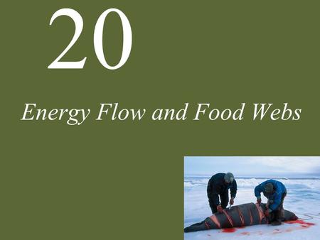 20 Energy Flow and Food Webs. 20 Energy Flow and Food Webs Case Study: Toxins in Remote Places Feeding Relationships Energy Flow among Trophic Levels.