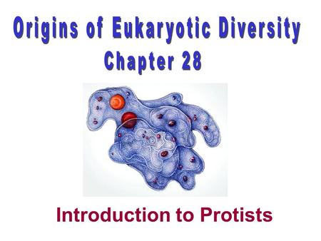 Introduction to Protists. First eukaryotic organism thought to have evolved about 1.5 billion years ago Protozoans possible evolved from the 1 st eukaryotes.