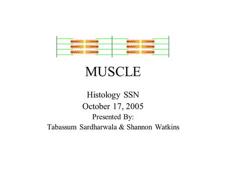 MUSCLE Histology SSN October 17, 2005 Presented By: Tabassum Sardharwala & Shannon Watkins.