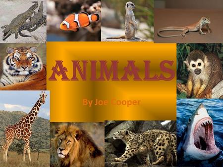 Animals By Joe Cooper.