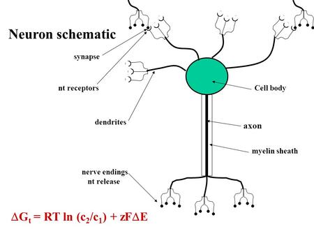 Neuron schematic  G t = RT ln (c 2 /c 1 ) + zF  E axon myelin sheath dendrites nerve endings nt release nt receptors Cell body synapse.