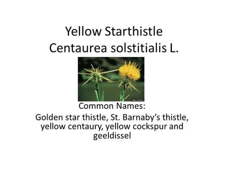 Yellow Starthistle Centaurea solstitialis L. Common Names: Golden star thistle, St. Barnaby’s thistle, yellow centaury, yellow cockspur and geeldissel.