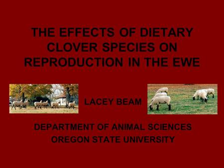 THE EFFECTS OF DIETARY CLOVER SPECIES ON REPRODUCTION IN THE EWE LACEY BEAM DEPARTMENT OF ANIMAL SCIENCES OREGON STATE UNIVERSITY.