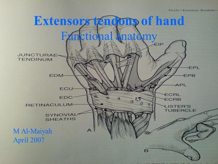 Extensors tendons of hand Functional anatomy M Al-Maiyah April 2007.