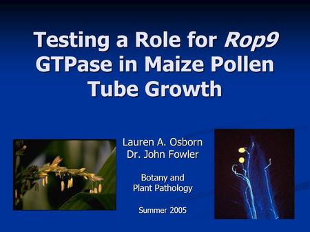 Testing a Role for Rop9 GTPase in Maize Pollen Tube Growth Lauren A. Osborn Dr. John Fowler Botany and Plant Pathology Summer 2005.