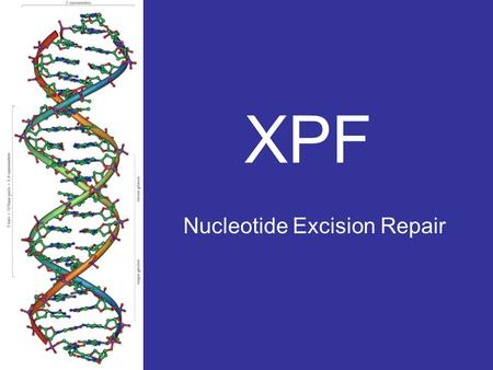 XPF Nucleotide Excision Repair. Xerderma Pigmentosum (XP) UV Light Sensitivity Early Age Freckling Severe Sunburning Keratosis Neurological defects Non-melonoma.