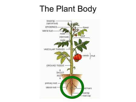 The Plant Body. ROOTS IN FLOWERING PLANTS Origin (Radicle or Adventitious) Function External Anatomy Internal Anatomy Specialized Roots Roots and Plant.