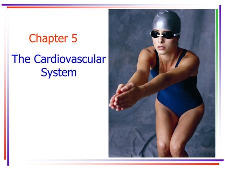Chapter 5 The Cardiovascular System. Key Concepts.