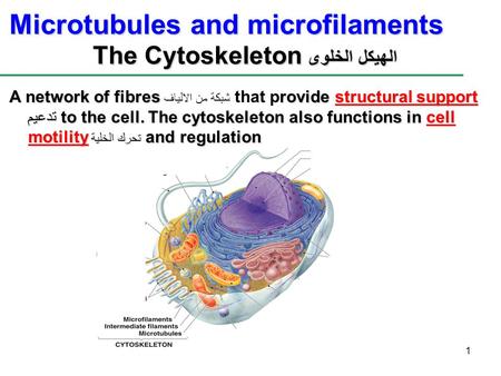 1 Microtubules and microfilaments The Cytoskeleton الهيكل الخلوى A network of fibresrovide structural support تدعيم to the cell. The cytoskeleton also.