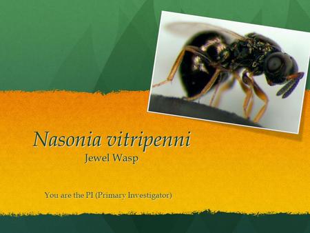Nasonia vitripenni Jewel Wasp You are the PI (Primary Investigator)