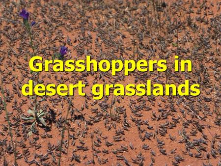 Grasshoppers in desert grasslands. Grasshopper population dynamics are determined primarily by weather Grasshopper population dynamics are determined.