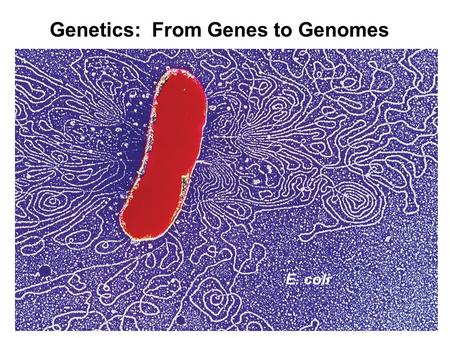 E. coli Genetics: From Genes to Genomes. Figure 4.1a: Gregor Mendel © National Library of Medicine.