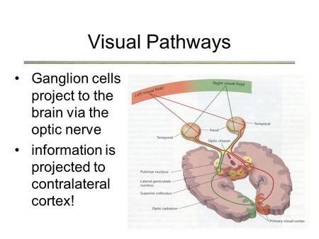 Ganglion cells project to the brain via the optic nerve information is projected to contralateral cortex! Visual Pathways.