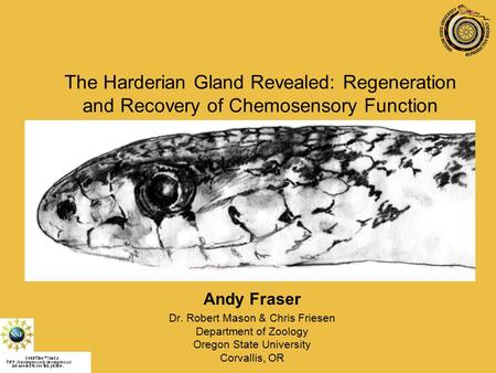 The Harderian Gland Revealed: Regeneration and Recovery of Chemosensory Function Andy Fraser Dr. Robert Mason & Chris Friesen Department of Zoology Oregon.