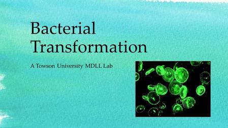 Bacterial Transformation A Towson University MDLL Lab.