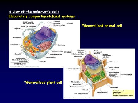 A view of the eukaryotic cell: Elaborately compartmentalized systems *Generalized animal cell *Generalized plant cell.