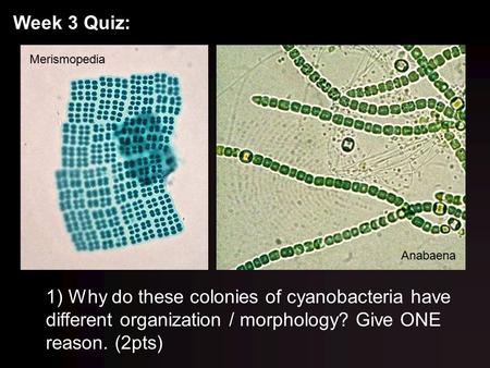 Week 3 Quiz: Merismopedia Anabaena 1) Why do these colonies of cyanobacteria have different organization / morphology? Give ONE reason. (2pts)