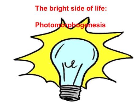 The bright side of life: Photomorphogenesis. Cells and cell growth Membranes and cell walls Fertilization and embryogenesis Seed development and dormancy.