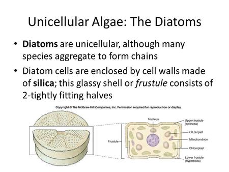 Unicellular Algae: The Diatoms Diatoms are unicellular, although many species aggregate to form chains Diatom cells are enclosed by cell walls made of.