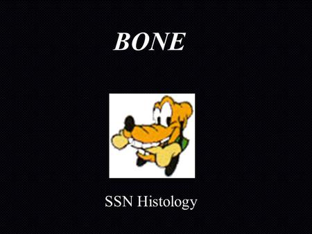 BONE SSN Histology. The Basics Specialized connective tissue: –mineralized matrix (hydroxyapatite) Type I Collagen; Proteoglycans; Non- collagenous Glycoproteins.