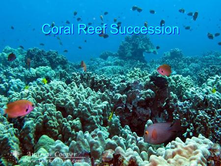 Coral Reef Succession. Ecological Succession The progressive change in the species composition of an ecosystem.
