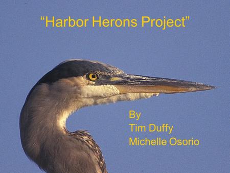 “Harbor Herons Project” By Tim Duffy Michelle Osorio.
