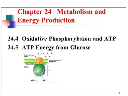 1 24.4 Oxidative Phosphorylation and ATP 24.5 ATP Energy from Glucose Chapter 24 Metabolism and Energy Production.