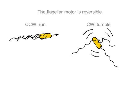 The flagellar motor is reversible CCW: runCW: tumble.