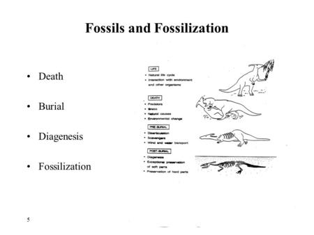 51 Fossils and Fossilization Death Burial Diagenesis Fossilization.