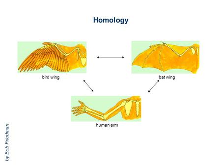 Homology bird wing bat wing human arm by Bob Friedman.