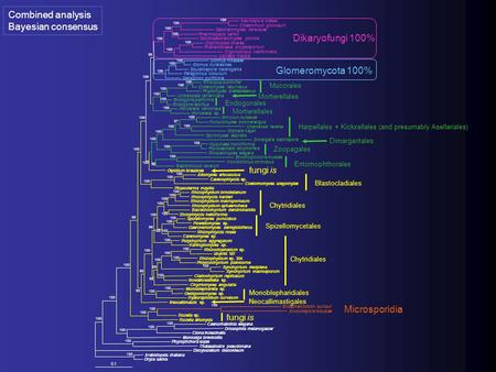 Combined analysis Bayesian consensus 0.1 Neurospora crassa Chaetomium globosum 100 Saccharomyces cerevisiae 100 Pneumocystis carinii Schizosaccharomyces.