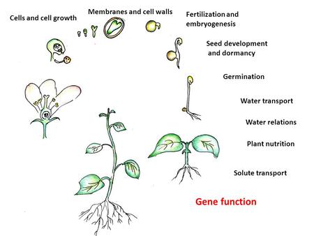 Cells and cell growth Membranes and cell walls Fertilization and embryogenesis Seed development and dormancy Germination Water transport Water relations.