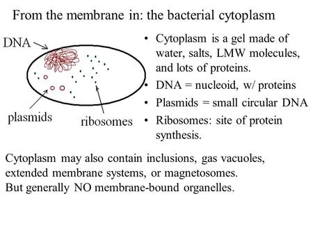From the membrane in: the bacterial cytoplasm Cytoplasm is a gel made of water, salts, LMW molecules, and lots of proteins. DNA = nucleoid, w/ proteins.