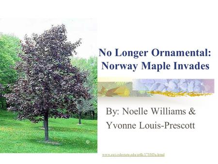 No Longer Ornamental: Norway Maple Invades By: Noelle Williams & Yvonne Louis-Prescott www.ext.colostate.edu/ptlk/1733f3a.html.