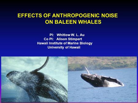 EFFECTS OF ANTHROPOGENIC NOISE ON BALEEN WHALES PI: Whitlow W. L. Au Co PI: Alison Stimpert Hawaii Institute of Marine Biology University of Hawaii.
