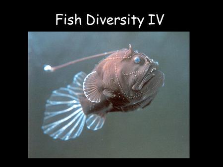 Fish Diversity IV. Phylum Chordata –Superclass Agnatha Class Pteraspidomorphi † Class Myxini (?) Class Cephalaspidomorphi –Superclass Gnathostomata Class.