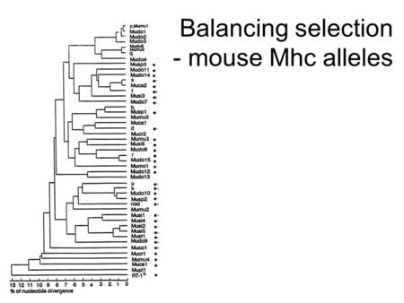 Balancing selection - mouse Mhc alleles. Placing cheetah variation in perspective.