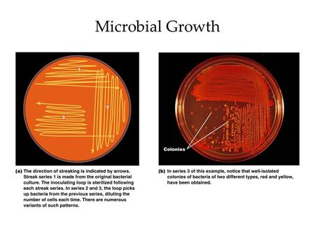 Microbial Growth. What do they need to grow? Physical needs –Temperature, proper pH, etc. Chemical needs –Molecules for food, ATP production, coenzymes,
