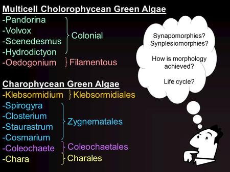 Multicell Cholorophycean Green Algae -Pandorina -Volvox -Scenedesmus -Hydrodictyon -Oedogonium Charophycean Green Algae -Klebsormidium -Spirogyra -Closterium.