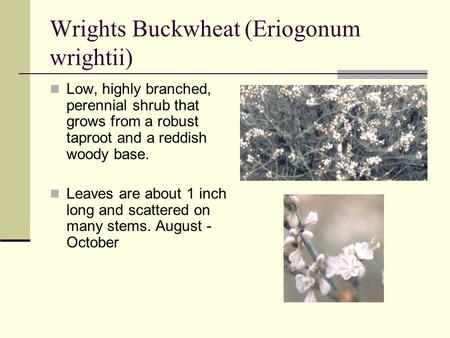 Wrights Buckwheat (Eriogonum wrightii) Low, highly branched, perennial shrub that grows from a robust taproot and a reddish woody base. Leaves are about.