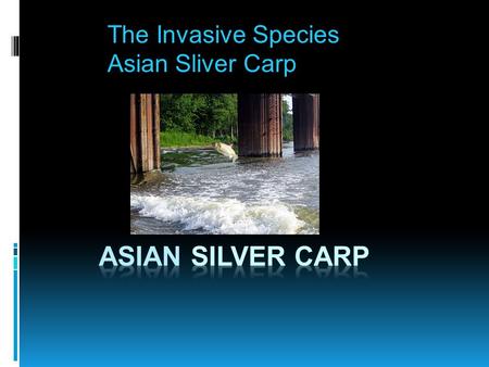 The Invasive Species Asian Sliver Carp The Maker’s/Creator’s Ron Robinson Jason Davis.