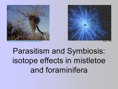 Parasitism and Symbiosis: isotope effects in mistletoe and foraminifera  1998)