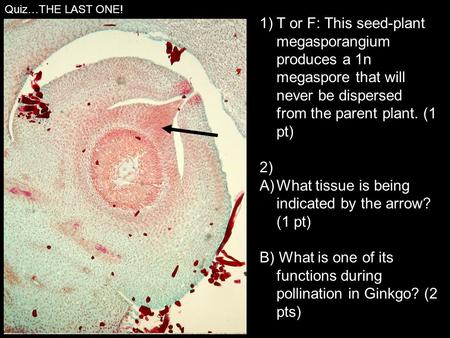 Quiz…THE LAST ONE! 1)T or F: This seed-plant megasporangium produces a 1n megaspore that will never be dispersed from the parent plant. (1 pt) 2) A)What.