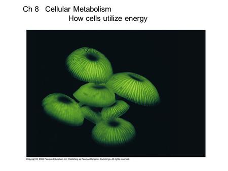 Ch 8 Cellular Metabolism How cells utilize energy.