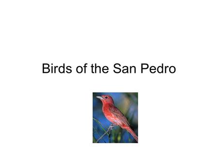 Birds of the San Pedro. Introduction San Pedro River Drainage North running river Located mostly in SE Arizona Only river that has not been dammed in.