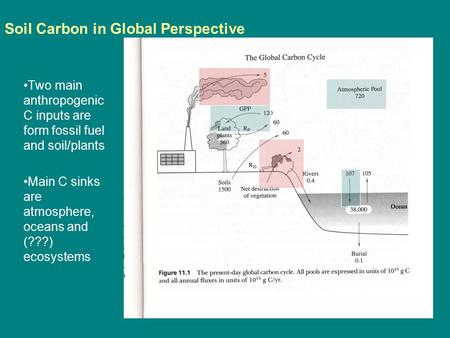 Soil Carbon in Global Perspective Two main anthropogenic C inputs are form fossil fuel and soil/plants Main C sinks are atmosphere, oceans and (???) ecosystems.