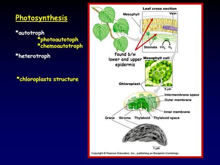 Photosynthesis *autotroph *photoautotoph *chemoautotroph *heterotroph found b/w lower and upper epidermis *chloroplasts structure.