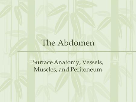 Surface Anatomy, Vessels, Muscles, and Peritoneum