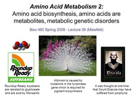 Amino Acid Metabolism 2: Amino acid biosynthesis, amino acids are metabolites, metabolic genetic disorders Bioc 460 Spring 2008 - Lecture 39 (Miesfeld)