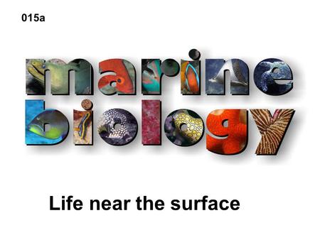 Life near the surface 015a. Marine life 3 categories: 1.Benthos: bottom dwellers; sponges, crabs 2.Nekton: strong swimmers- whales, fish, squid 3.Plankton: